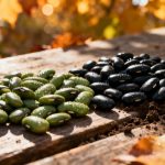 Seme 2 varietà di fagioli veloci e gustose per l'autunno