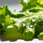 Come conservare l'insalata fresca: 30 anni di ricerca
